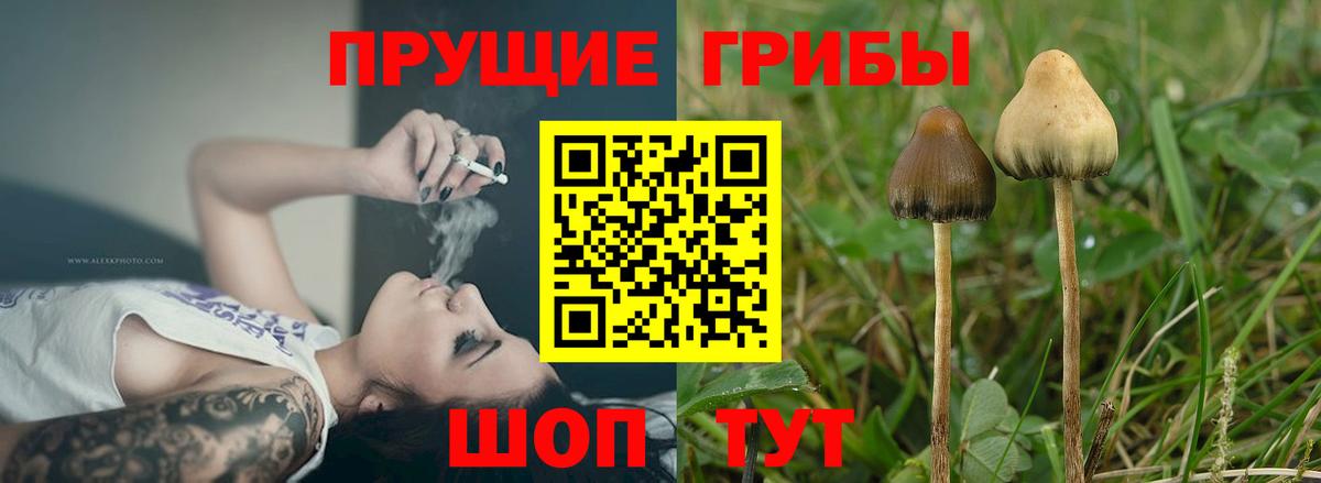 Галлюциногенные грибы Cubensis  Вход с VPN  Псилоцибиновые грибы прущие грибы  Майский 